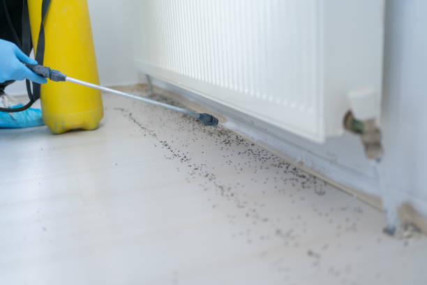 Best Rat Extermination Near Me  in Camden, SC